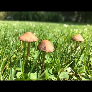 Meet your Posher, Sandy